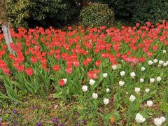 -西湖外事游船(花港观鱼码头)