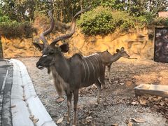 -清迈夜间动物园