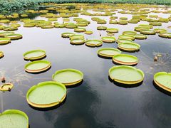 -荷塘月色湿地公园·向阳花洲