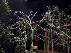 -夜间野生动物园