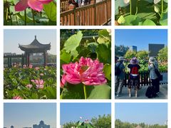 -莲花池公园