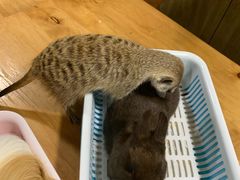-藦茜花园宠物主题亲子互动体验馆(国顺东路店)