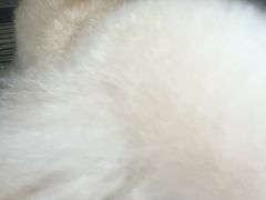 -全心全意连锁动物医院·微创中心·内科急重症·心脏专科(丰管路店)