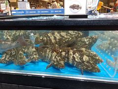 石斑鱼-盒马鲜生(皇庭广场店)