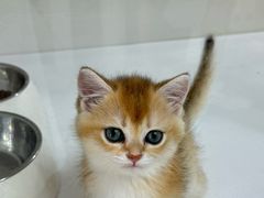 -青奢宠物·青奢猫舍