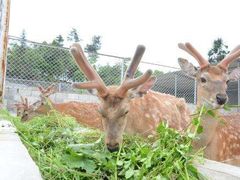 -鹿境梅花鹿生态园区