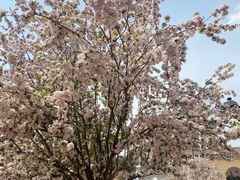 -星巴克(天津佛罗伦萨小镇店)