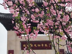 -莫愁湖公园