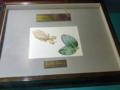 -上海昆虫博物馆