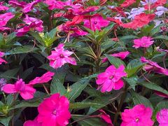 -庐山风景区花径公园