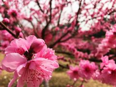-秀丽东方
