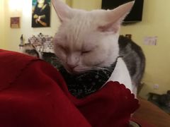 -猫色咖啡·猫咖