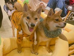 -逗柴咖啡屋·狗咖猫咖宠物桌游