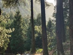 -重庆睡佛山森林公园