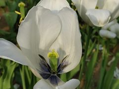 -北京国际鲜花港