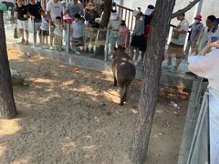 -西霞口神雕山野生动物世界