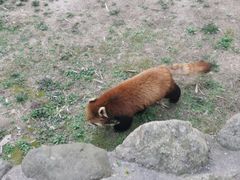 -上海野生动物园