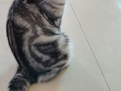 -70cat德文卷毛猫·缅因猫纯种猫舍