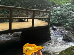 -莫里热带雨林景区