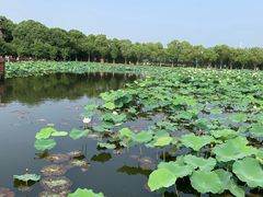 -荷塘月色湿地公园·向阳花洲