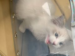 -喜多萌中农锦绣动物医院24H·猫科·牙科MRI·CT