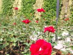 iphone_upload_pic-活水公园