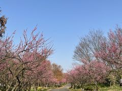 -上海海湾国家森林公园