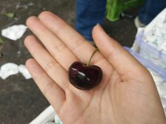 -菜园坝水果市场
