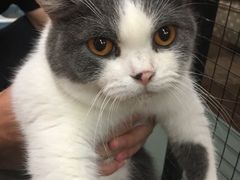 -猫咪博物馆(顶澳仔猫街店)