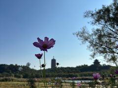 -永定河休闲森林公园