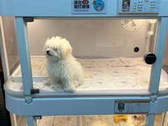 -翊宠yipet猫狗购宠庄园犬舍•猫舍