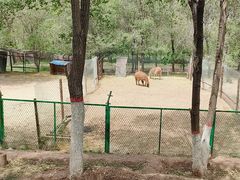 -青藏高原野生动物园