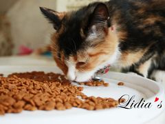 猫-Sirena海妖日咖夜酒