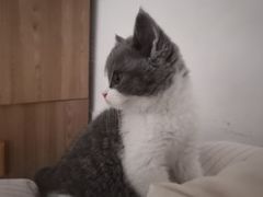 -糯米喵星人总部直营旗舰店·猫舍·幼猫出售