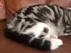-MOCHA明星猫咖(田子坊店)