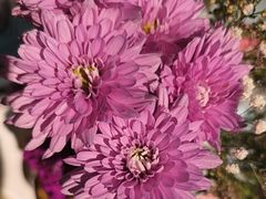 -半秋山西餐厅(襄阳万达店)