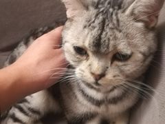 -猫友咖啡店(玉林西路店)