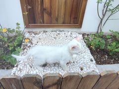 -喵屿·大理花园猫咖