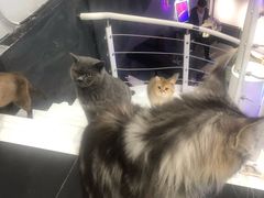 -极木²邸 人与宠物·互动社区