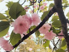 -西安青龙寺遗址景区