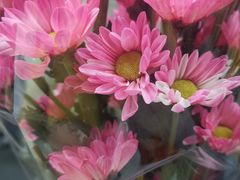 -循礼门鲜花花市(武汉循礼门店)