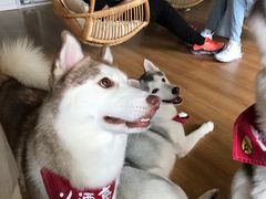 -Husky Go! 哈士奇体验馆·宠物咖啡厅狗咖