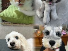 -瑞派蒂凯宠物医院·免疫点·宠保定点