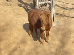 -石家庄市动物园