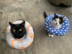 -喵屿·大理花园猫咖