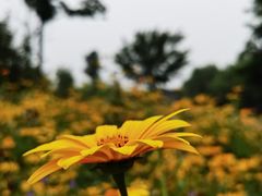 -永定河休闲森林公园