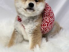 -萌宠之家·腊肠犬·马尔泰·小体犬舍