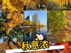 -三里屯东五街银杏大道