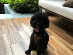 -上海崇明金茂凯悦酒店