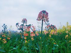 -中国天府农业博览园